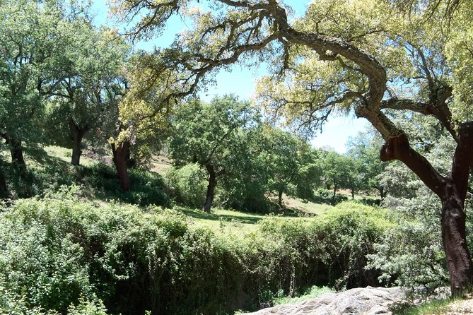 Aracena & Riotinto Mines Tour from Seville - Strolling Through Aracena’s Historic Center