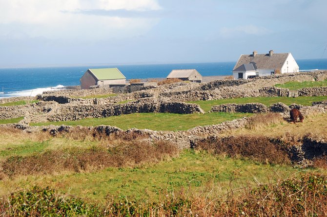 Aran Island, Cliffs of Moher & Cruise tour from Galway. Guided. - What Sets This Tour Apart from Others