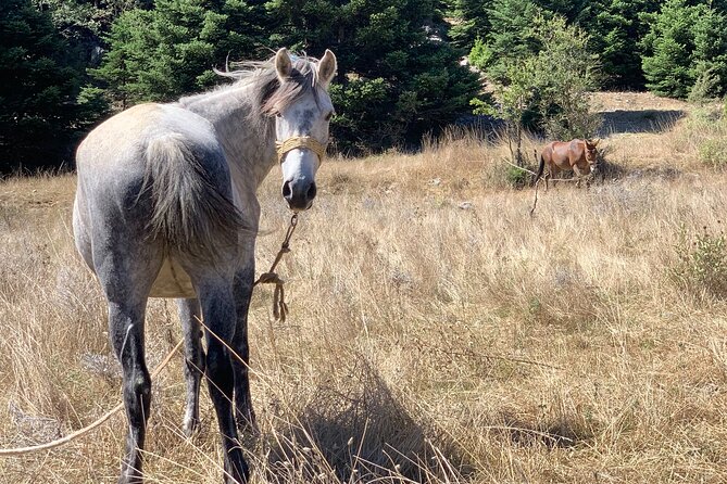 Arcadia experience, nature, people and culture - Visiting Shepherd Villages in the Parnon Mountains