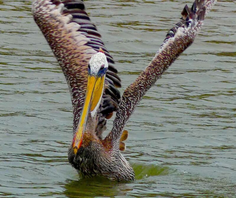 Arcata Wildlife Sanctuary: A Wildlife Walk Along Arcata Bay - Key Points
