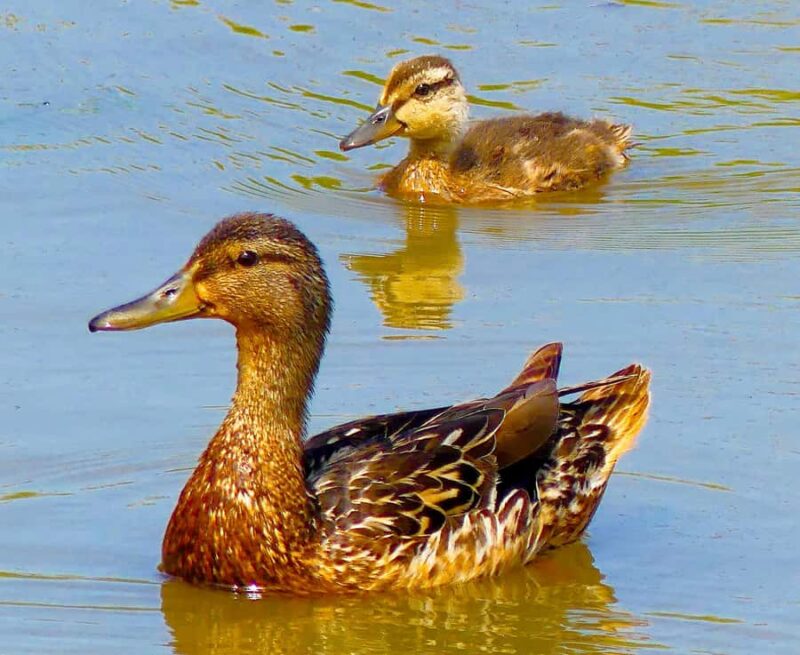 Arcata Wildlife Sanctuary: A Wildlife Walk Along Arcata Bay - Sunset Tours Offer Breathtaking Bay Views