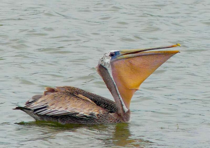 Arcata Wildlife Sanctuary: A Wildlife Walk Along Arcata Bay - What to Expect During the 1.5-Hour Nature Walk