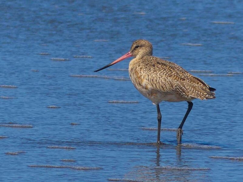 Arcata Wildlife Sanctuary: A Wildlife Walk Along Arcata Bay - Practical Tips for Visiting Arcata Wildlife Sanctuary