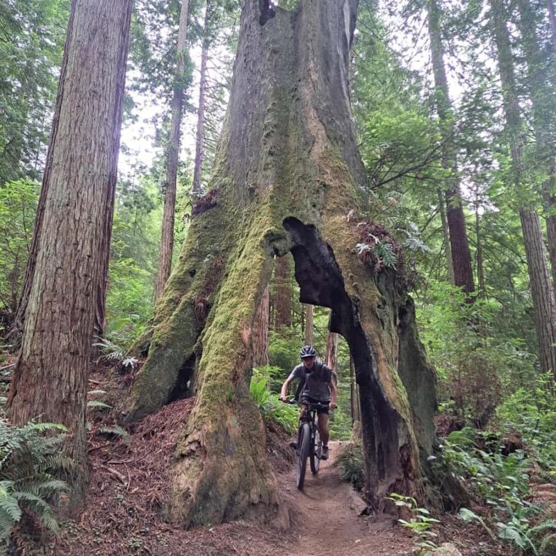 Arcata's Redwood Forest: Hike Through the Emerald Canopy - Edible Berries and Seasonal Mushrooms: Nature’s Flavors