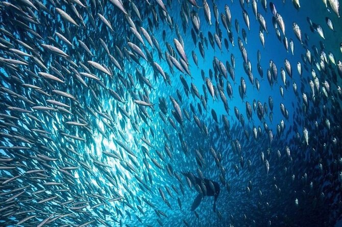 Arch Boat Tour and Snorkeling at Pelican Rock - Practical Tips for Booking and Participation