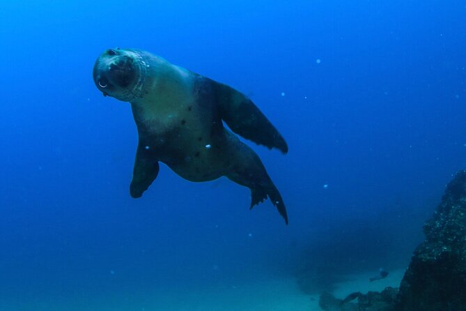 Arch Boat Tour and Snorkeling at Pelican Rock - Suitable for Different Travelers