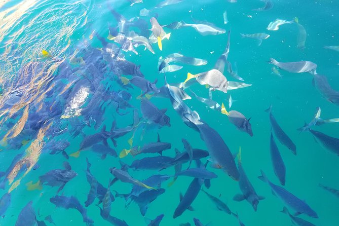 Arch Tour with Amazing Captain in Cabo San Lucas - Key Points