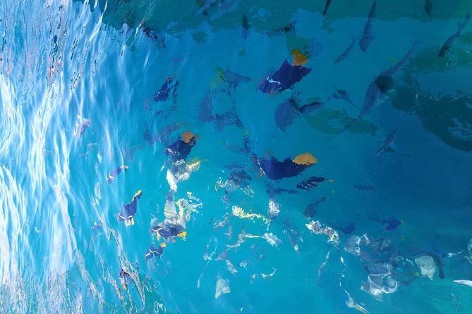 Arch Tour with Amazing Captain in Cabo San Lucas - Flexible Departure Times and Easy Booking Process