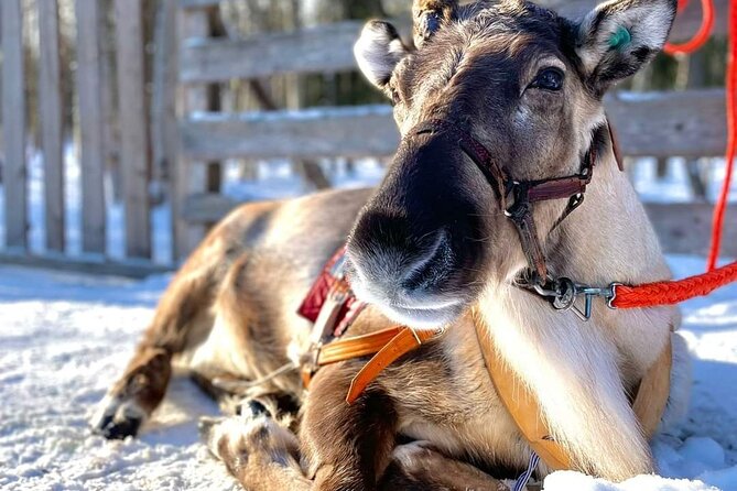 Arctic Animals Adventure with Lunch Buffet - Arctic Forest Walks and Animal Sightings at the Zoo