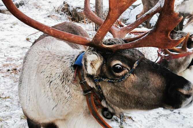 Arctic Animals Adventure with Lunch Buffet - Exploring the Arctic Forest and Wildlife After the Park
