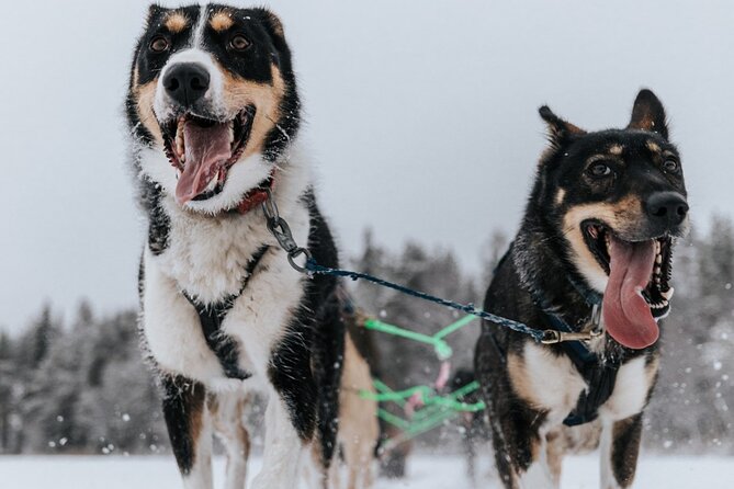 Arctic Animals Adventure with Lunch Buffet - The Value of All-Inclusive Comfort and Expert Guidance