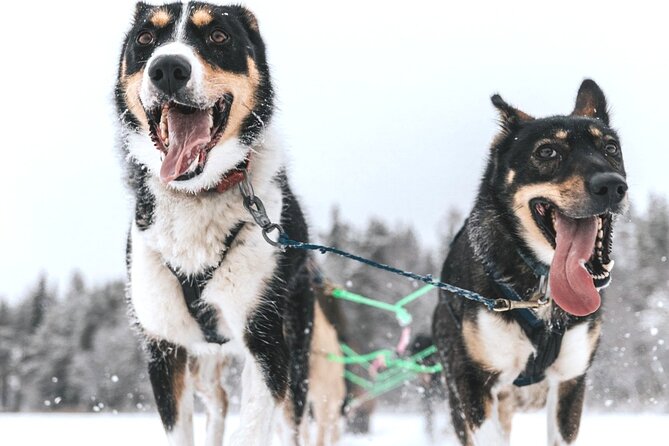 Arctic Huskies and Reindeers Fun in Rovaniemi - Exciting Arctic Reindeer and Husky Farm Tour in Rovaniemi