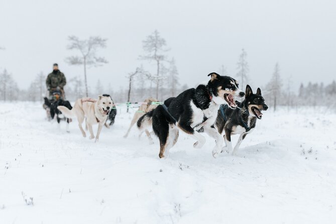 Arctic Huskies and Reindeers Fun in Rovaniemi - Key Points