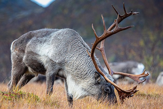 Arctic Nature Tour from Tromsø by minibus - Practicalities: Booking, Accessibility, and Cancellation