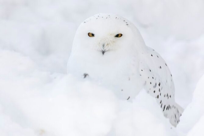 Arctic Polar Bear Adventure Afternoon Trip - How the Tour Operates from Rovaniemi