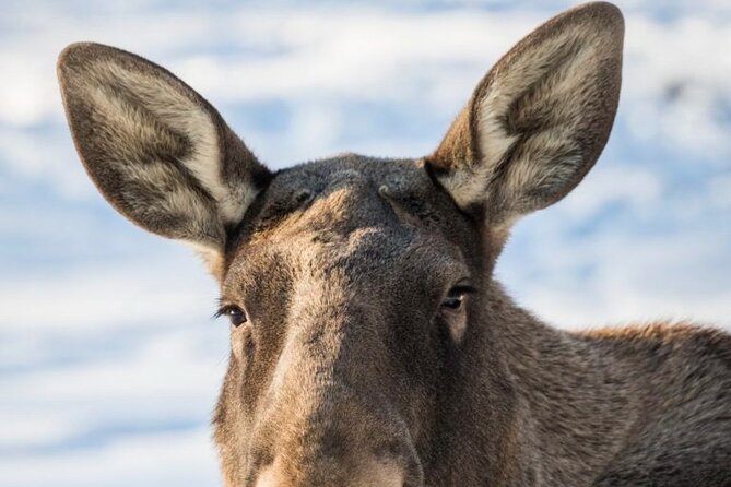 Arctic Polar Bear Adventure Afternoon Trip - Logistics of the Pickup and Drop-off Process
