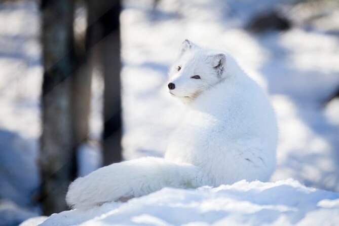 Arctic Polar Bear Adventure Afternoon Trip - Pricing and Value for Money