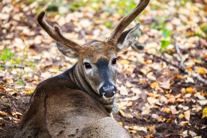 Arctic Polar Bear Adventure Afternoon Trip - Physical Requirements and Accessibility