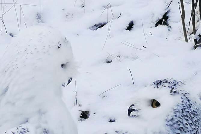 Arctic Polar Bear Adventure Afternoon Trip - Who Will Most Enjoy This Tour?