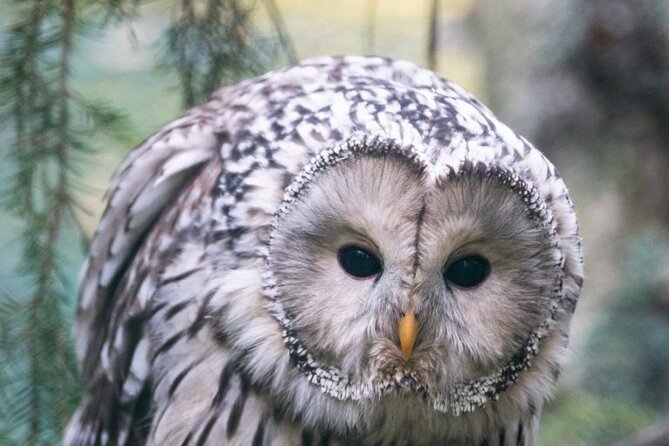 Arctic Polar Bear Adventure with Lunch in Rovaniemi! - The Experience of a Self-Guided Visit