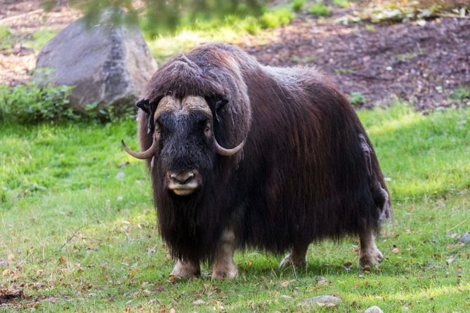 Arctic Polar Bear Adventure with Lunch in Rovaniemi! - Customer Feedback: Highlights and Challenges