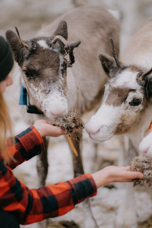 Arctic Reindeer Farm Experience with Snowshoeing in the Wild - Limitations and Considerations