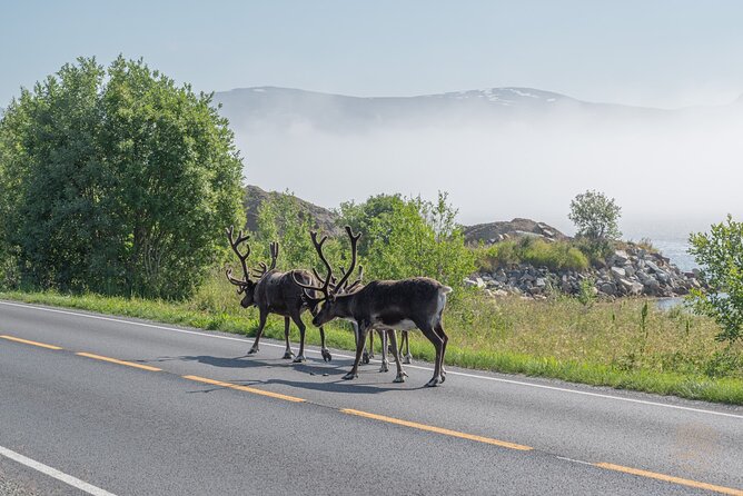 Arctic Roadtrip: fjords with scenic picnic | Private - Wildlife Encounters and Nature Observation