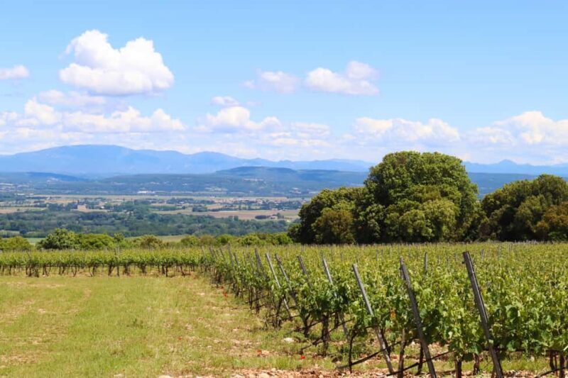 Ardèche: Cellar tour and tasting of our range - Pairing Options and Convivial Atmosphere
