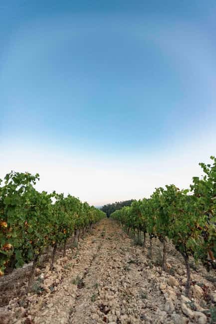 Ardèche: guided tour of our wine estate with tasting - Final Thoughts on the Ardèche Wine Estate Tour