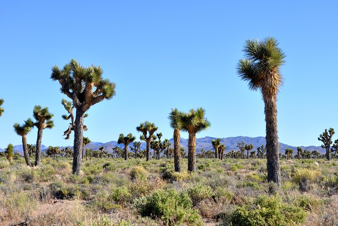 Area 51 Day Tour from Las Vegas with Alien and UFO Hotspots - Food and Refreshments