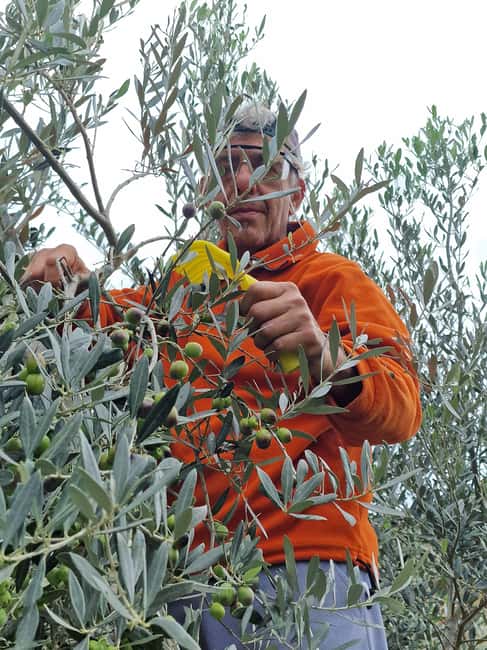 Arezzo: Guided sensory tasting of certified organic EVO oil - Explore the Olive Grove and Vineyards in Arezzo