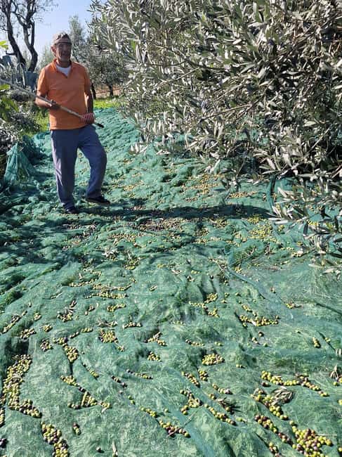 Arezzo: Guided sensory tasting of certified organic EVO oil - The Sensory Tasting of Two Organic EVO Oils