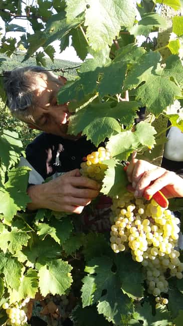 Arezzo: Tasting of Natural Wines in Buried Amphorae - Key Points