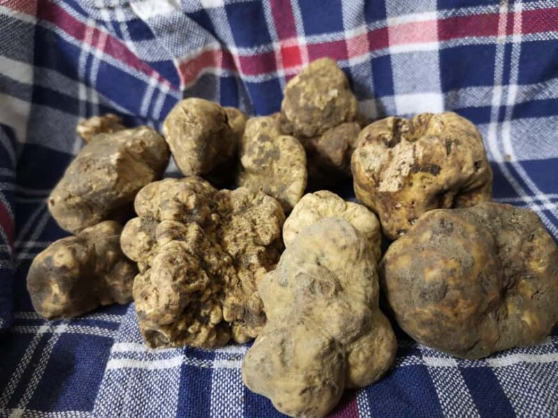 Arezzo: truffle hunting, tasting, cooking class with truffles. - Discovering Boscovivo’s Truffle Heritage in Tuscany
