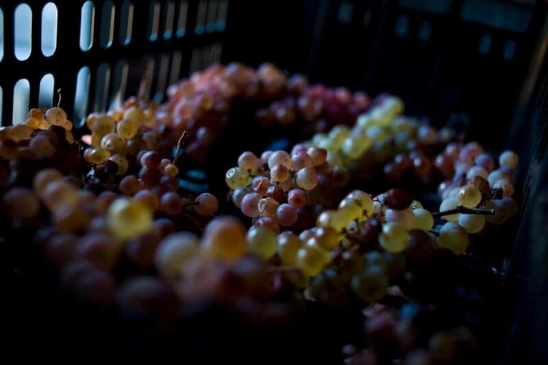 Arezzo: Val di Chiana Wine Tasting Experience - Arezzo: Val di Chiana Wine Tasting Experience – An Elegant Journey into Tuscan Wines