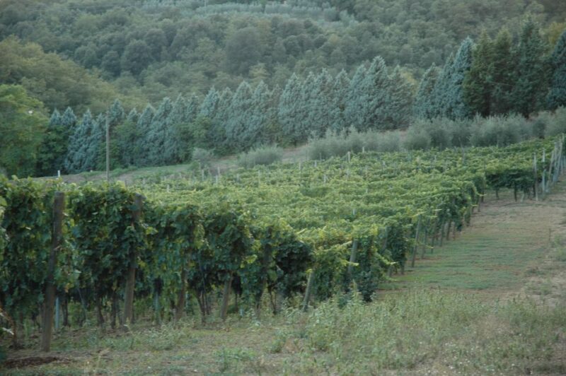 Arezzo: Val di Chiana Wine Tasting Experience - The Tasting Experience: Three Famous Tuscan Wines