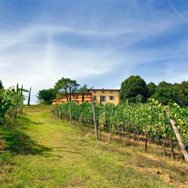 Arezzo: Visit the winery and taste 4 wines - Behind the Scenes in the Cellar: Natural Vinification