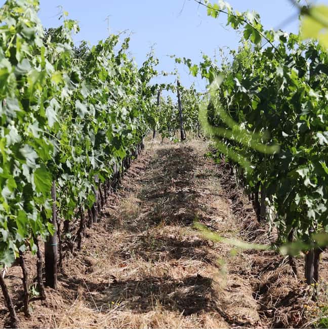 Arezzo: Visit the winery and taste 4 wines - Frequently Asked Questions