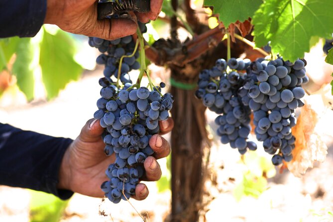 Argo Cultural Arts and Tastings Private Tour - Practicalities and Inclusions