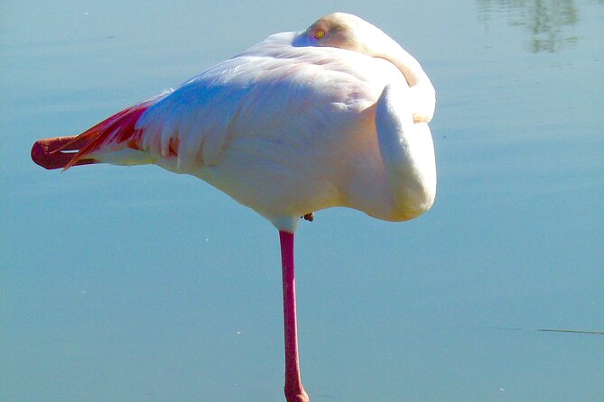 Arles and Camargue Full-Day Tour including Aigues Mortes - Exploring Arles: Van Gogh and Roman Ruins