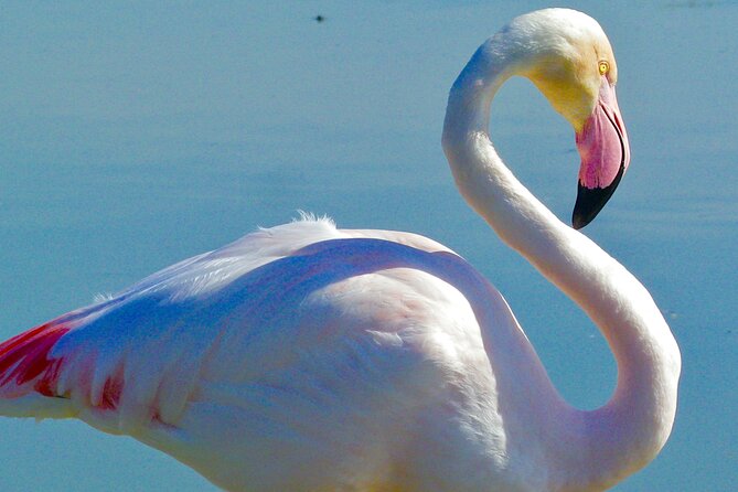 Arles and Camargue Full-Day Tour including Aigues Mortes - Saintes-Maries-de-la-Mer: The Coastal Village