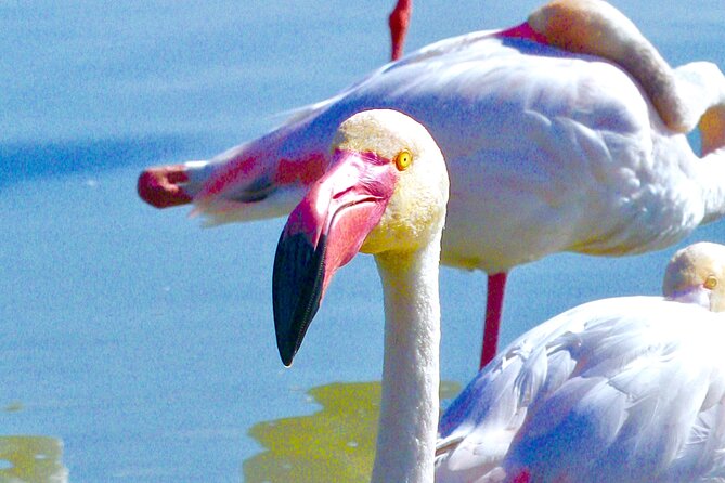 Arles and Camargue Full-Day Tour including Aigues Mortes - Practical Aspects and Tour Logistics