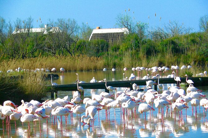 Arles and Camargue Full-Day Tour including Aigues Mortes - Guide Quality and Tour Pace