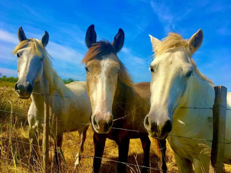 Arles & Camargue Natural Park (including Aigues Mortes) - Explore Arles Roman and Van Gogh Heritage in a 9.5-Hour Tour