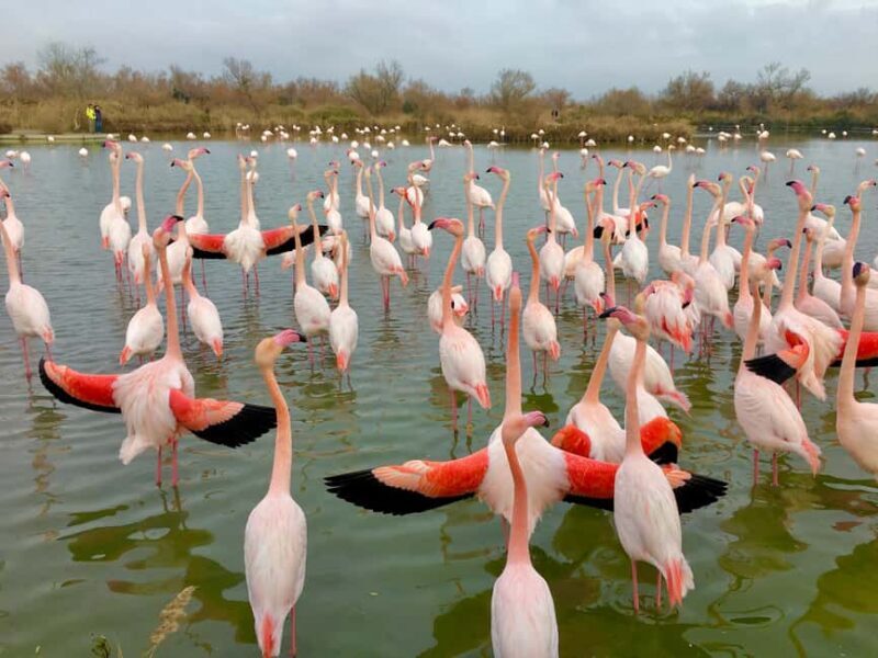 Arles & Camargue Natural Park (including Aigues Mortes) - Starting Point and Tour Duration