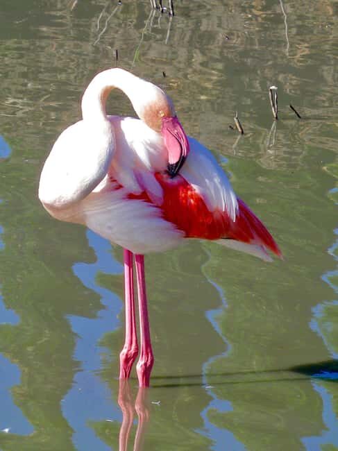 Arles & Camargue Natural Park (including Aigues Mortes) - Discovering Camargues Unique Wildlife and Landscape