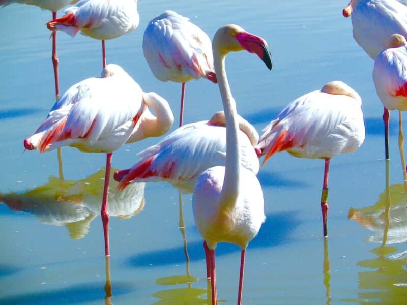 Arles & Camargue Natural Park (including Aigues Mortes) - Bird Reserve Park: Over 300 Bird Species in Their Natural Habitat