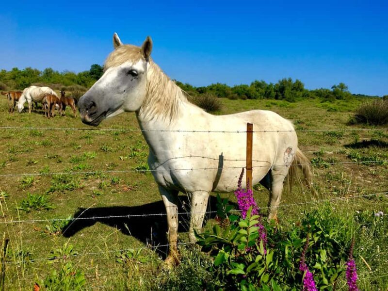 Arles & Camargue Natural Park (including Aigues Mortes) - Practical Details and Booking Flexibility