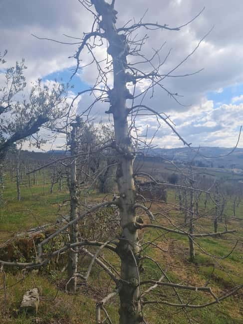 Armamar: Apple Orchard Tour with Lunch and Tastings - Explore Armamar’s Apples on a Guided Tour with Lunch and Tastings