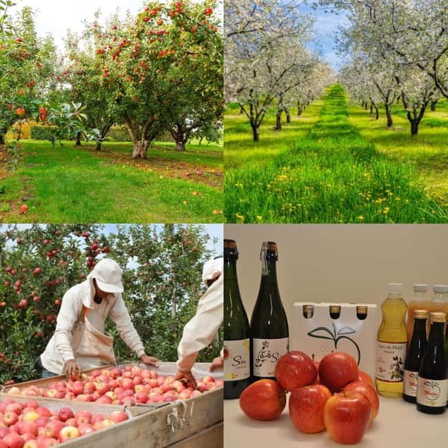 Armamar: Apple Orchard Tour with Lunch and Tastings - Key Points